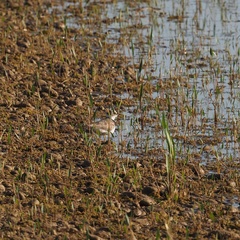 Charadrius dubius