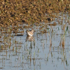 Charadrius dubius