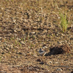 Charadrius dubius