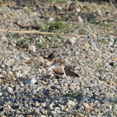 Charadrius dubius