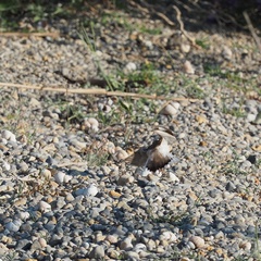 Charadrius dubius
