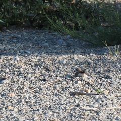 Charadrius dubius