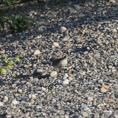 Charadrius dubius
