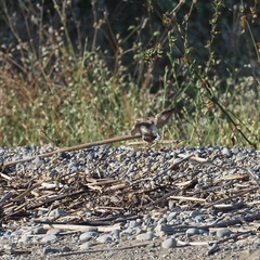 Charadrius dubius