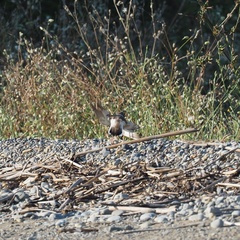Charadrius dubius