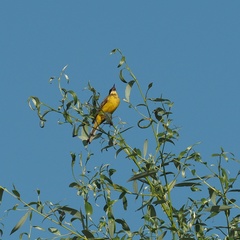 Motacilla flava feldegg