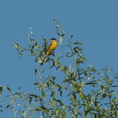 Motacilla flava feldegg