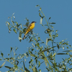 Motacilla flava feldegg