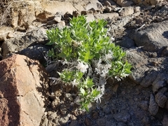Ambrosia ilicifolia