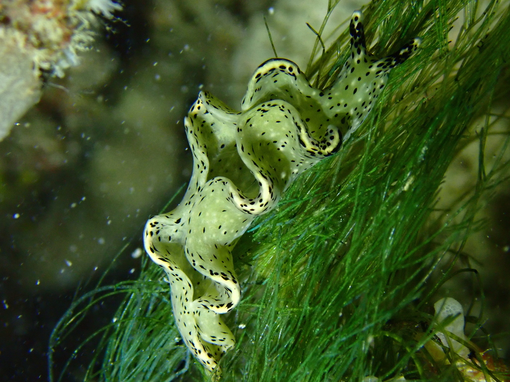 Elysia nigropunctata