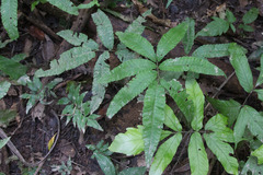 Goniopteris juruensis
