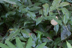 Mickelia nicotianifolia