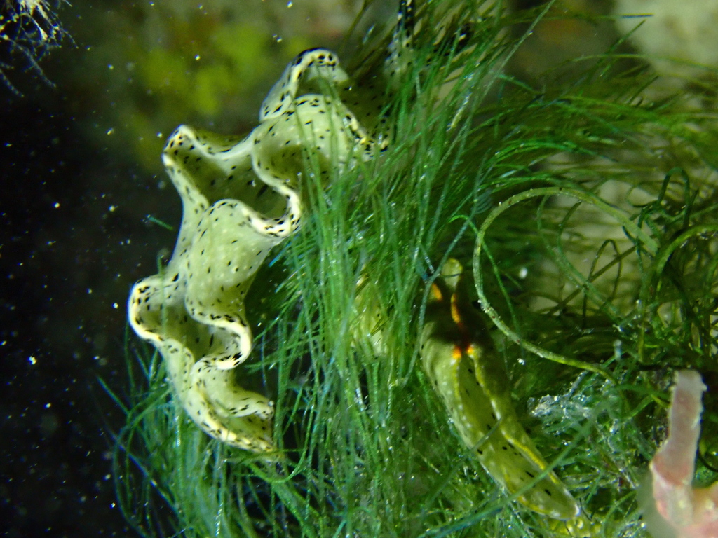 Elysia nigropunctata