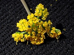 Tauschia texana