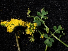 Tauschia texana