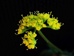 Tauschia texana