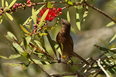 Myzomela obscura