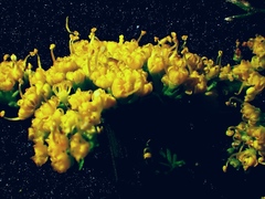 Tauschia texana