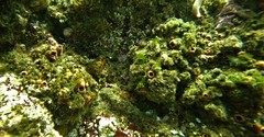 Pyura chilensis