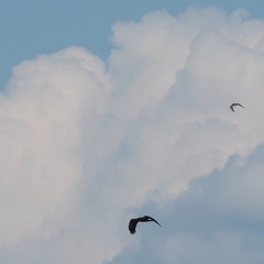 Circus aeruginosus