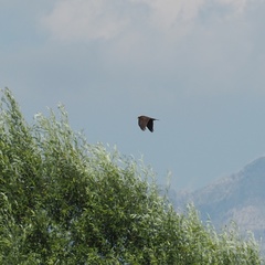 Circus aeruginosus