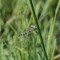 Orthetrum albistylum