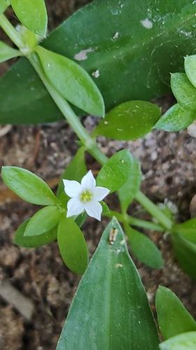 Image of Creeping Dentella (Dentella repens) by no rights reserved