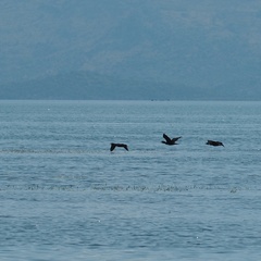Phalacrocorax carbo