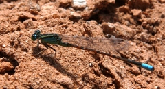 Ischnura barberi