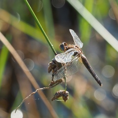 Crocothemis erythraea