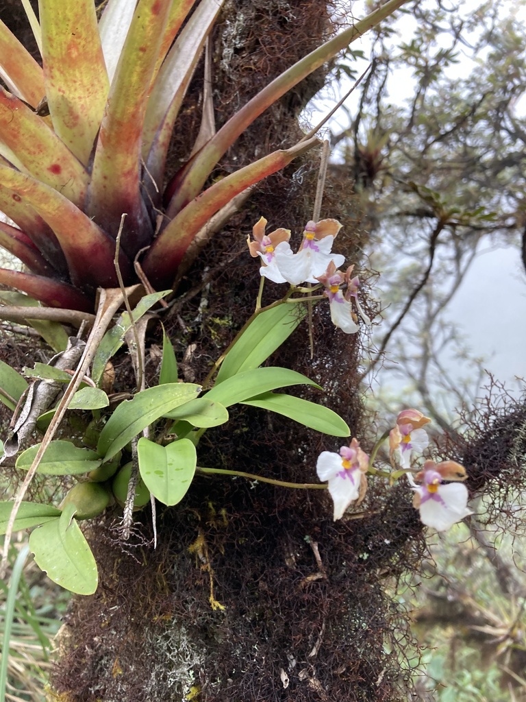 Caucaea nubigena
