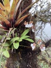 Caucaea nubigena