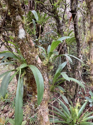 Caucaea nubigena, photograph 1
