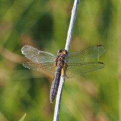 Crocothemis erythraea