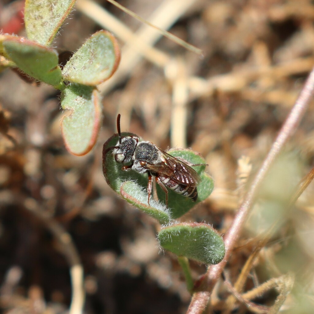 Dioxys productus