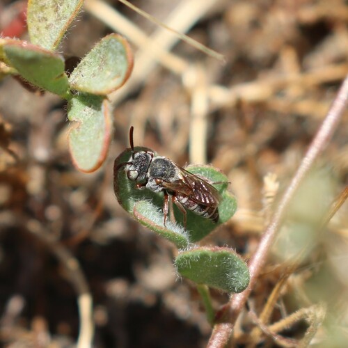 Dioxys producta