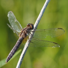 Crocothemis erythraea