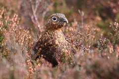 Lagopus lagopus scotica
