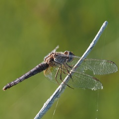 Crocothemis erythraea