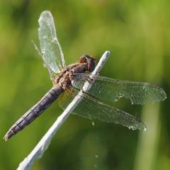 Crocothemis erythraea