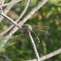 Lindenia tetraphylla