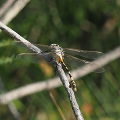 Lindenia tetraphylla