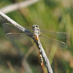 Lindenia tetraphylla