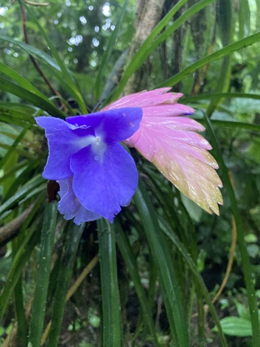 Wallisia cyanea