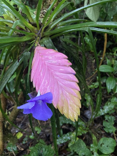 Wallisia cyanea
