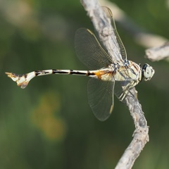 Lindenia tetraphylla