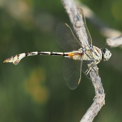 Lindenia tetraphylla