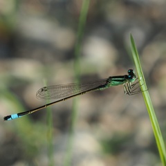 Ischnura elegans