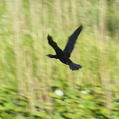 Phalacrocorax carbo