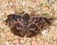 Ebrietas anacreon